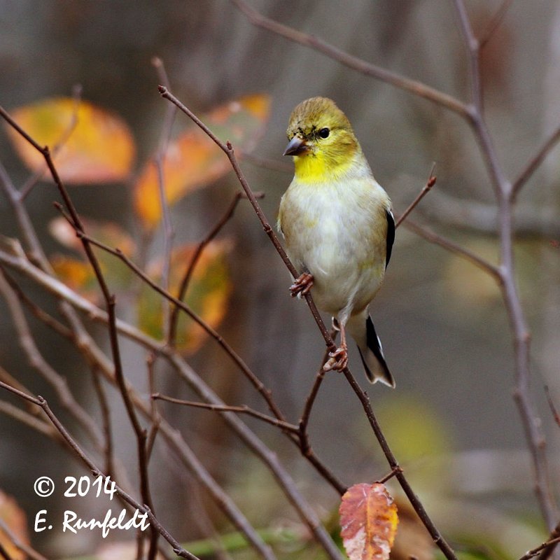 20Dec-CBC 293.jpg - American Goldfinch